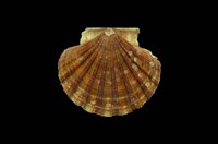 藏品(白碟海扇蛤)的圖片